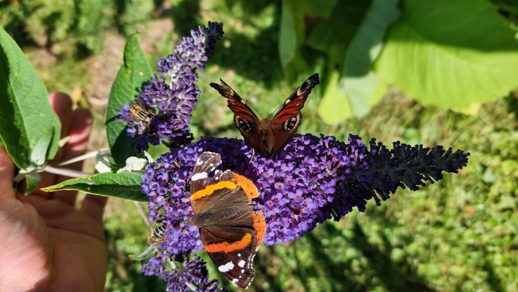Lingewaard - Vlinderrijke akkerranden