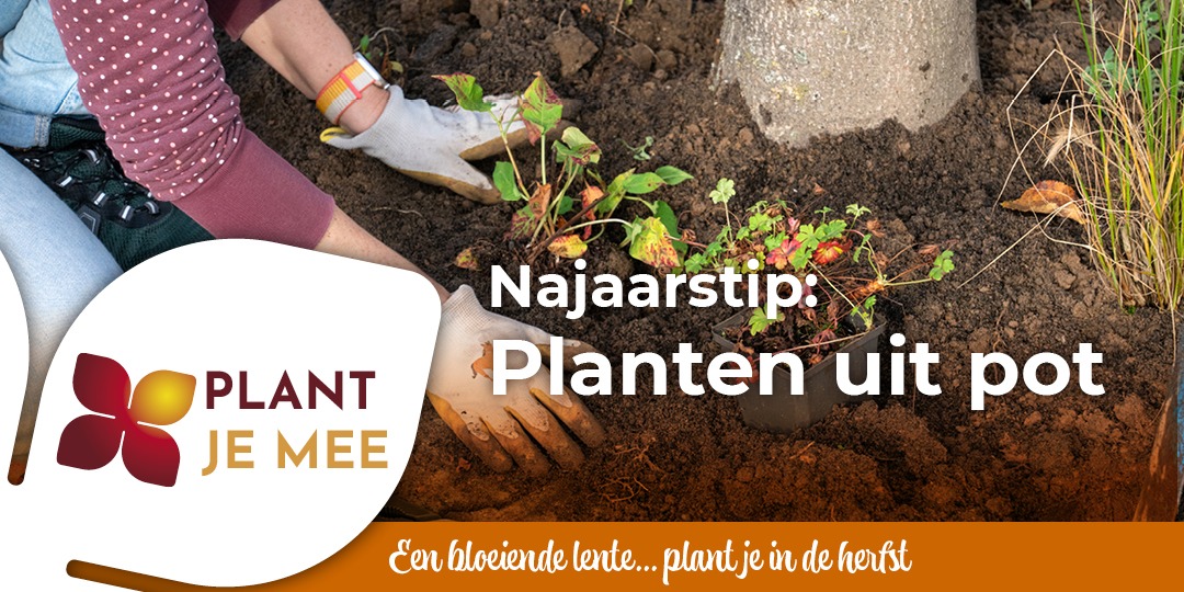 Najaarplant voor een groene tuin