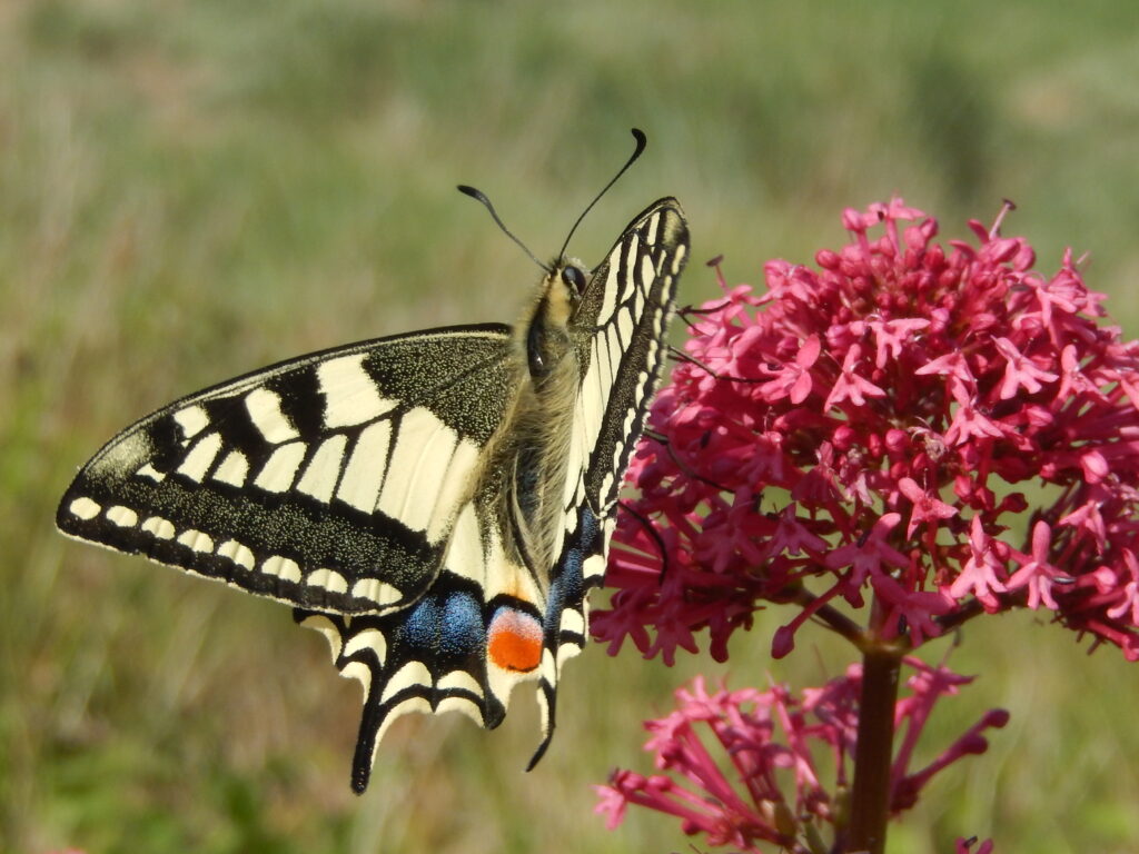 Vlinderrijke akkerranden Lingewaard - Kars Veling